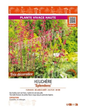 HEUCHÈRE SPLENDENS