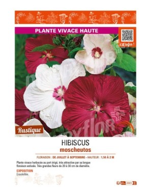 HORTENSIA MACROPHYLLA