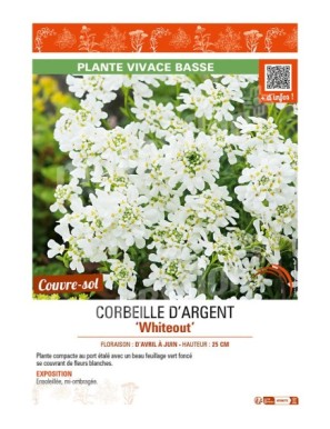 (IBERIS) CORBEILLE D’ARGENT WHITEOUT