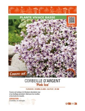 (IBERIS SEMPERVIRENS) CORBEILLE D’ARGENT PINK ICE