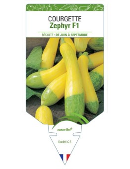 COURGETTE ZEPHYR F1