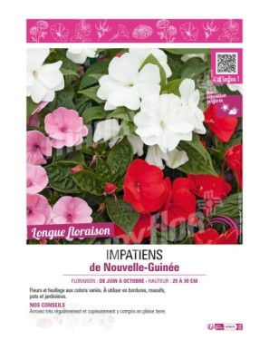 IMPATIENS DE NOUVELLE-GUINÉE