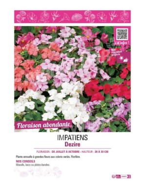 IMPATIENS DEZIRE