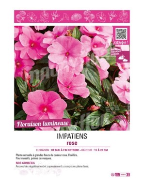 IMPATIENS ROSE