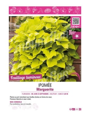 IPOMÉE MARGUERITE