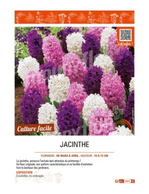 JACINTHE (variée)