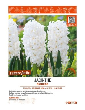 JACINTHE BLANCHE