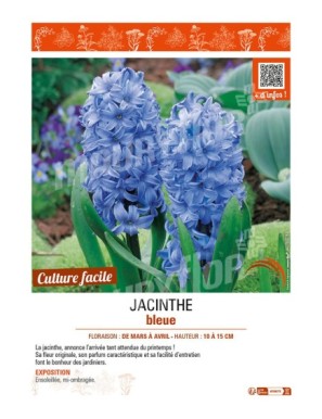 JACINTHE BLEUE