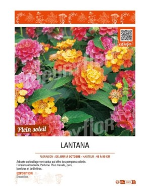 LANTANA (varié)