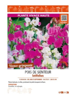 LATHYRUS LATIFOLIUS (varié)