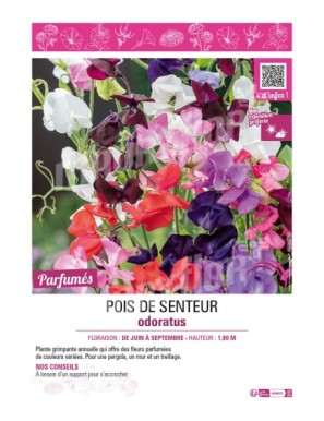 LATHYRUS ODORATUS (varié) voir POIS DE SENTEUR