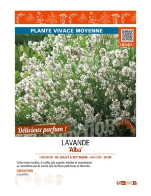 LAVANDE ALBA