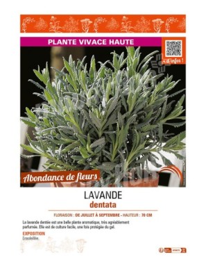 LAVANDE DENTATA