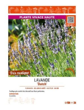LAVANDE DUTCH