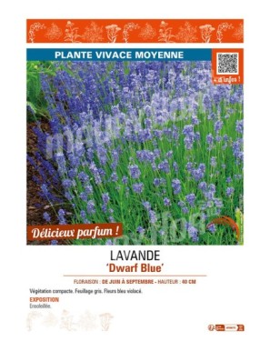 LAVANDE DWARF BLUE