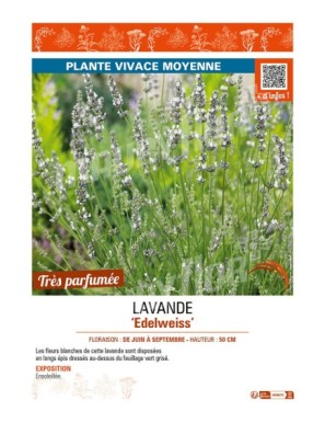 LAVANDE EDELWEISS