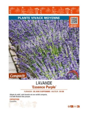 LAVANDE ESSENCE PURPLE