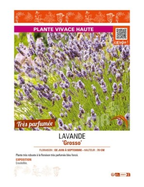 LAVANDE GROSSO