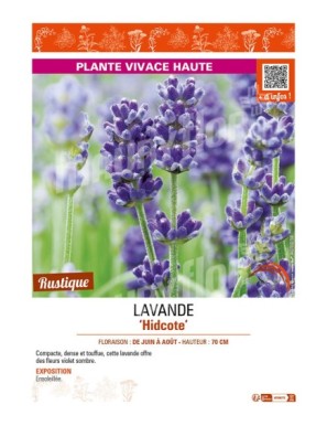 LAVANDE HIDCOTE