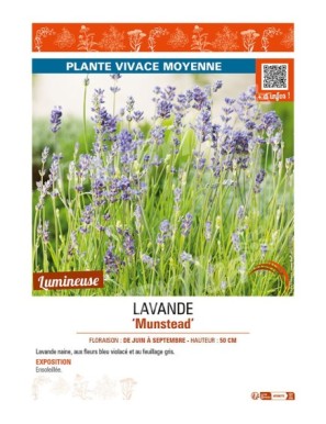 LAVANDE MUNSTEAD