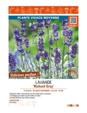LAVANDE RICHARD GRAY