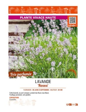 LAVANDE ROSEA