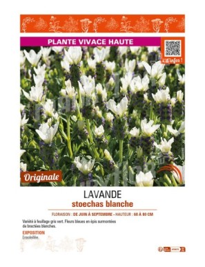 LAVANDE STOECHAS BLANCHE