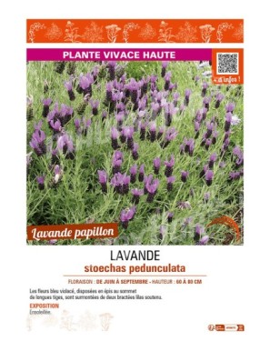 LAVANDE STOECHAS PEDUNCULATA