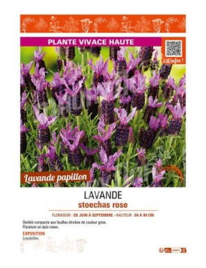 LAVANDE STOECHAS ROSE