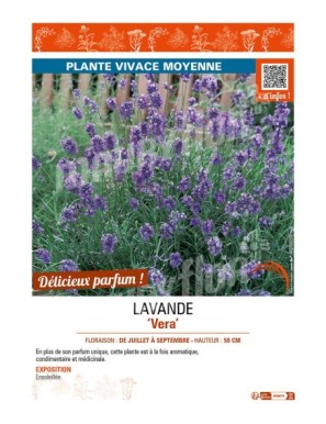 LAVANDE VERA