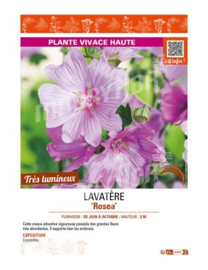 LAVATÈRE ROSEA