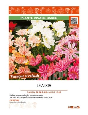 LEWISIA