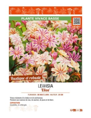 LEWISIA ELISE