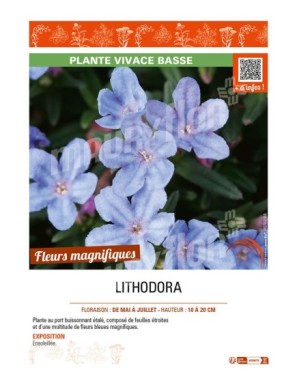 LITHODORA