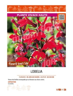 LOBELIA (SPECIOSA)