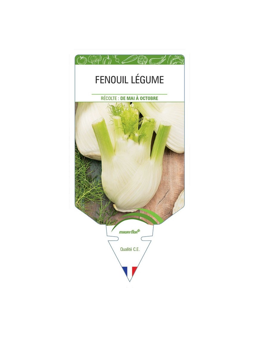 FENOUIL LÉGUME