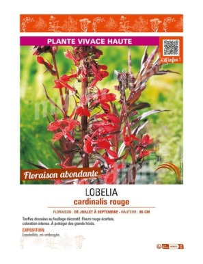 LOBELIA CARDINALIS ROUGE