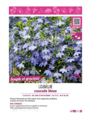 LOBELIA CASCADE BLEU