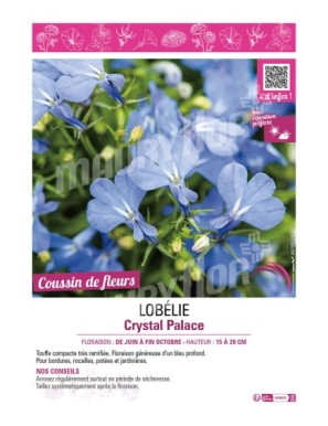 LOBELIA CRYSTAL PALACE