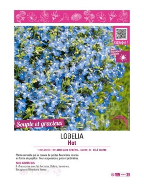LOBELIA HOT