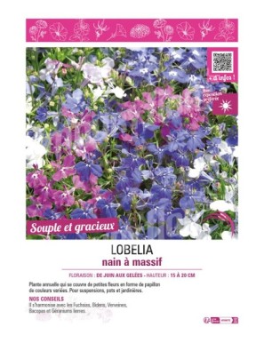 LOBELIA NAIN À MASSIF