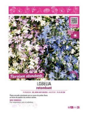 LOBELIA RETOMBANT