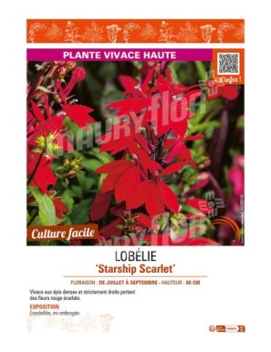 LOBELIA STARSHIP SCARLET