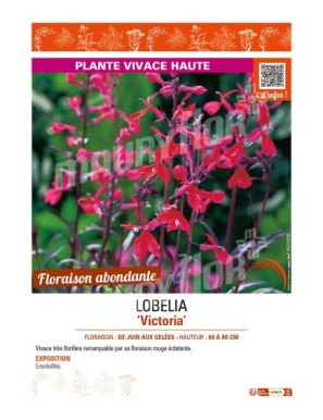 LOBELIA VICTORIA