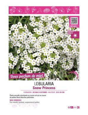 LOBULARIA SNOW PRINCESS