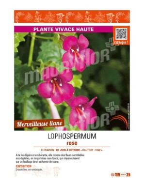 LOPHOSPERMUM ROSE