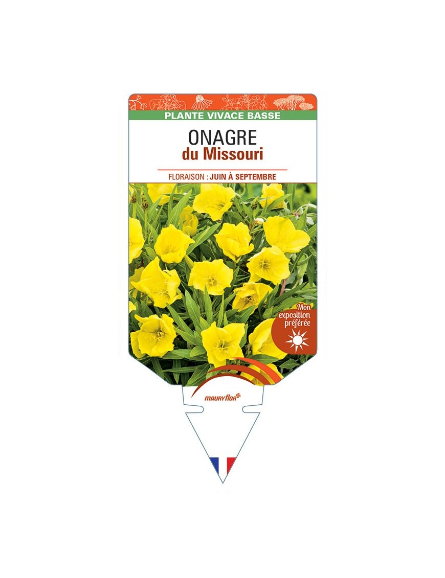 OENOTHERA DU MISSOURI (jaune) voir ONAGRE du Missouri *