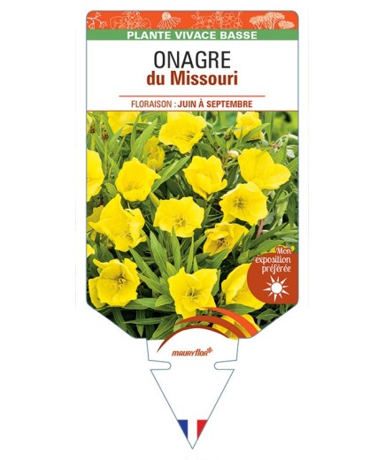OENOTHERA DU MISSOURI (jaune) voir ONAGRE du Missouri *