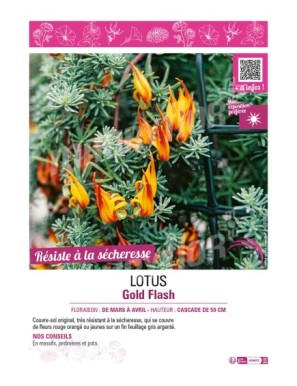 LOTUS GOLD FLASH