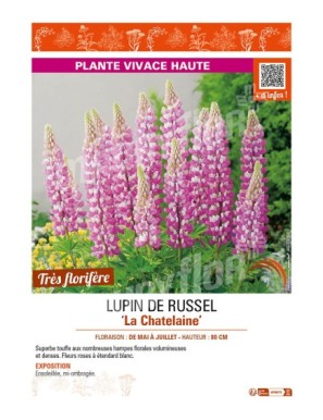 LUPIN DE RUSSEL LA CHATELAINE